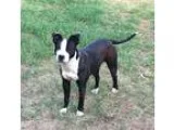 Adopt TUCKER a Chicken bird in Methuen MA (15275274)