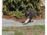 German Shepherd puppies