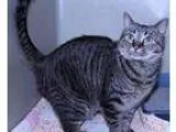 Adopt Gidget a Tabby - Brown