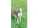 Adopt JAX aka GIBSON a Pit Bull Terrier
