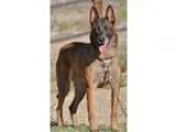 Adopt Ruka - Loyal Best Friend a RedGoldenOrangeCh estnut - with