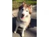Adopt Sebastian a Alaskan Malamute Siberian Husky