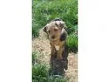 Adopt MARLEY a Merle Terrier (Unknown Type Small)  Australian Sh