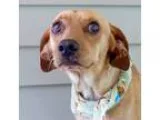 Adopt Henry a TanYellowFawn Hound (Unknown Type)  Mixed dog in B