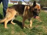 Adopt Ranger &quotRoo&quot shelter a German Shepherd Dog