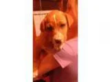 Adopt Lab Mix Puppies a Labrador Retriever