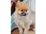 My Son Female Dog Of 12 Years Died