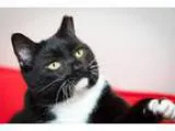 Adopt Johnny a Tuxedo Domestic Short Hair-black and white