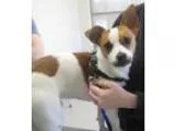 Adopt taco a Jack Russell Terrier  Mixed dog in Johnson City TN 