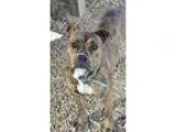 Adopt Liberty a Brindle - with White Boxer  Pit Bull Terrier  Mi