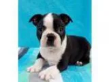 Dvvsd boston terrier