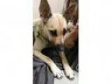 Adopt BarleyADOPTION PENDING a German Shepherd Dog