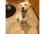 Adopt Kira a TanYellowFawn Labrador Retriever  Mixed dog in Phoe