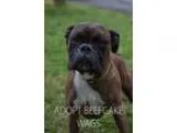 Adopt Beefcake a Brindle Boxer  Mixed dog in Wagoner OK (1539131