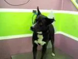 Adopt KODA a Akita  Siberian Husky  Mixed dog in Houston TX (152