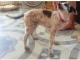 Adopt Sheba a Terrier