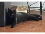 Adopt Izzy a All Black Domestic Shorthair (short coat) cat in Tr