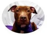 Adopt Rosie a Pit Bull Terrier