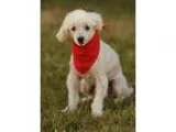 Adopt BERTIE a Poodle