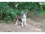 Handsome Siberian Husky Puppy