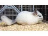 Adopt 4.5 month old white mosaic female chinchilla kit (baby) a 