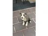 Adopt Lilah a GrayBlueSilverSal t and Pepper Pit Bull Terrier do