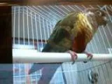 Adopt AIKO a Conure bird in Murray UT (15378115)