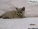 British Shorthair Kittens