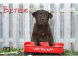 Adopt Webster a RedGoldenOrangeCh estnut Labrador Retriever  She