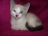SIAMESE KITTENS Snowshoe born Feb. 2 2016. Extremely playful and