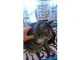 Adopt Cascade a Tabby - Grey