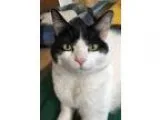 Adopt Kinsler a Black and White or Tuxedo Domestic Shorthair (sh