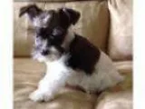 Miniature Schnauzer