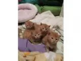 Adopt More Kittens a Orange or Red Domestic Mediumhair  Mixed ca
