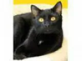Adopt Jasper Adopted a Domestic Short Hair-black