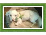Sydney - Female Flat-Coated Retriever Mix
