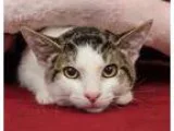 Adopt Wilbur a Domestic Shorthair  Mixed (short coat) cat in Dav