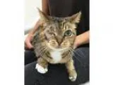 Adopt Ashley a Brown or Chocolate Domestic Shorthair  Mixed cat 