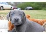 Adopt Amo-pending a GraySilverSalt and Pepper - with White Shelt