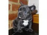 Blue akc french bulldog puppy