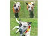 Adopt Rosco a White - with Brown or Chocolate Australian Cattle 