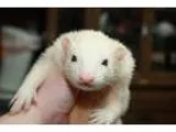 Adopt Cowboy a Ferret