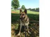Adopt Kiesha a German Shepherd Dog