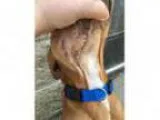 Adopt Rusty Roo-Experienced nurse or Foster Needed a Pit Bull Te