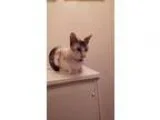 Adopt Rehoming Snowball a Siamese
