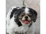 Adopt Furby a Shih Tzu