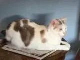 Adopt Angelique - Yorba Linda PetSmart a Dilute Calico