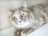 Adopt Celia - Front Office a Domestic Long Hair