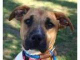Adopt Brownie a BrownChocolate - with White Boxer  Mixed dog in 