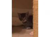 Adopt JJ-Pending Medical a Domestic Short Hair